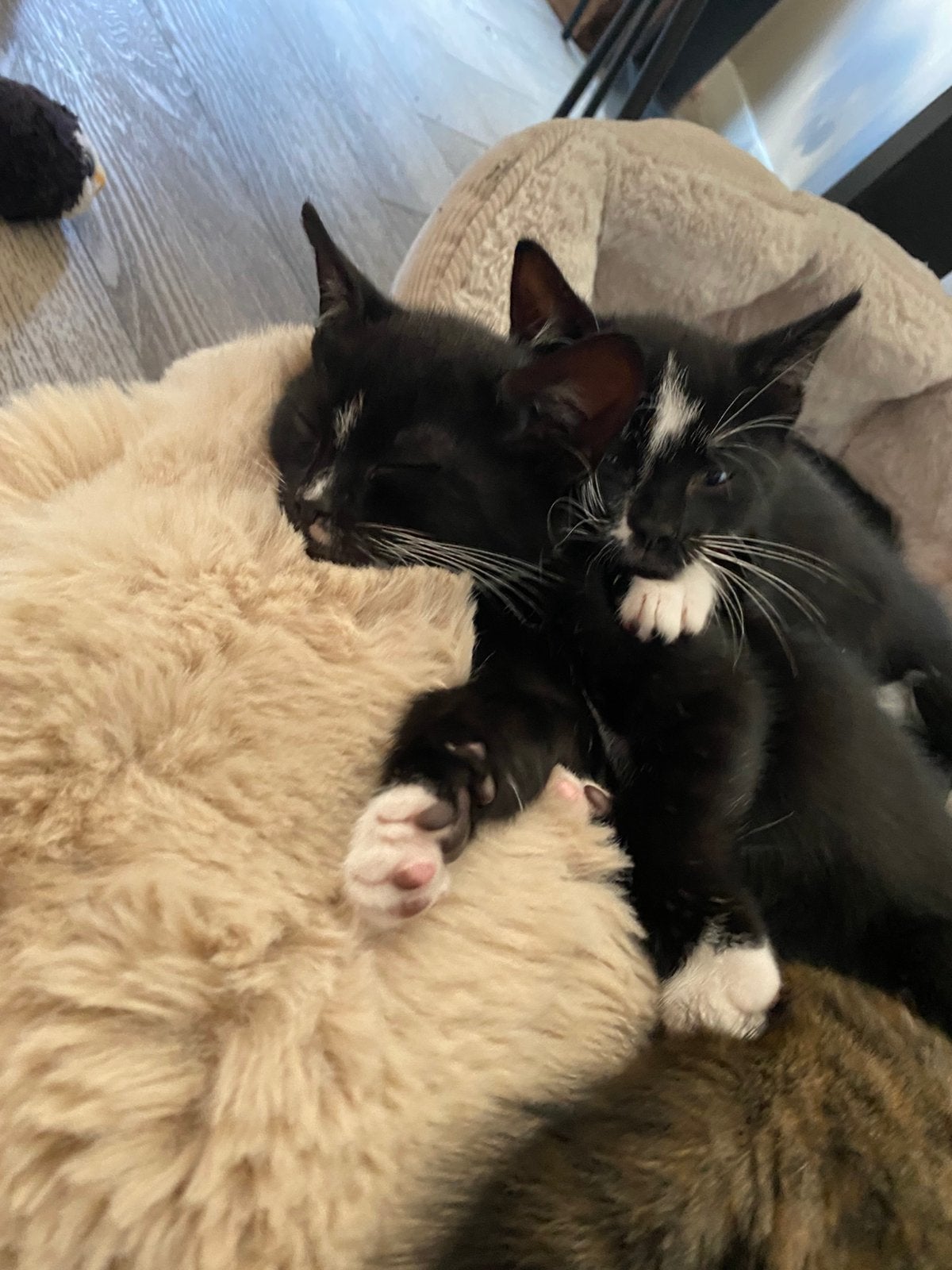Kittens zoeken gouden mand (ingeënt, ontwormd en ontvlooid), Meerdere dieren, Kortharig, 0 tot 2 jaar