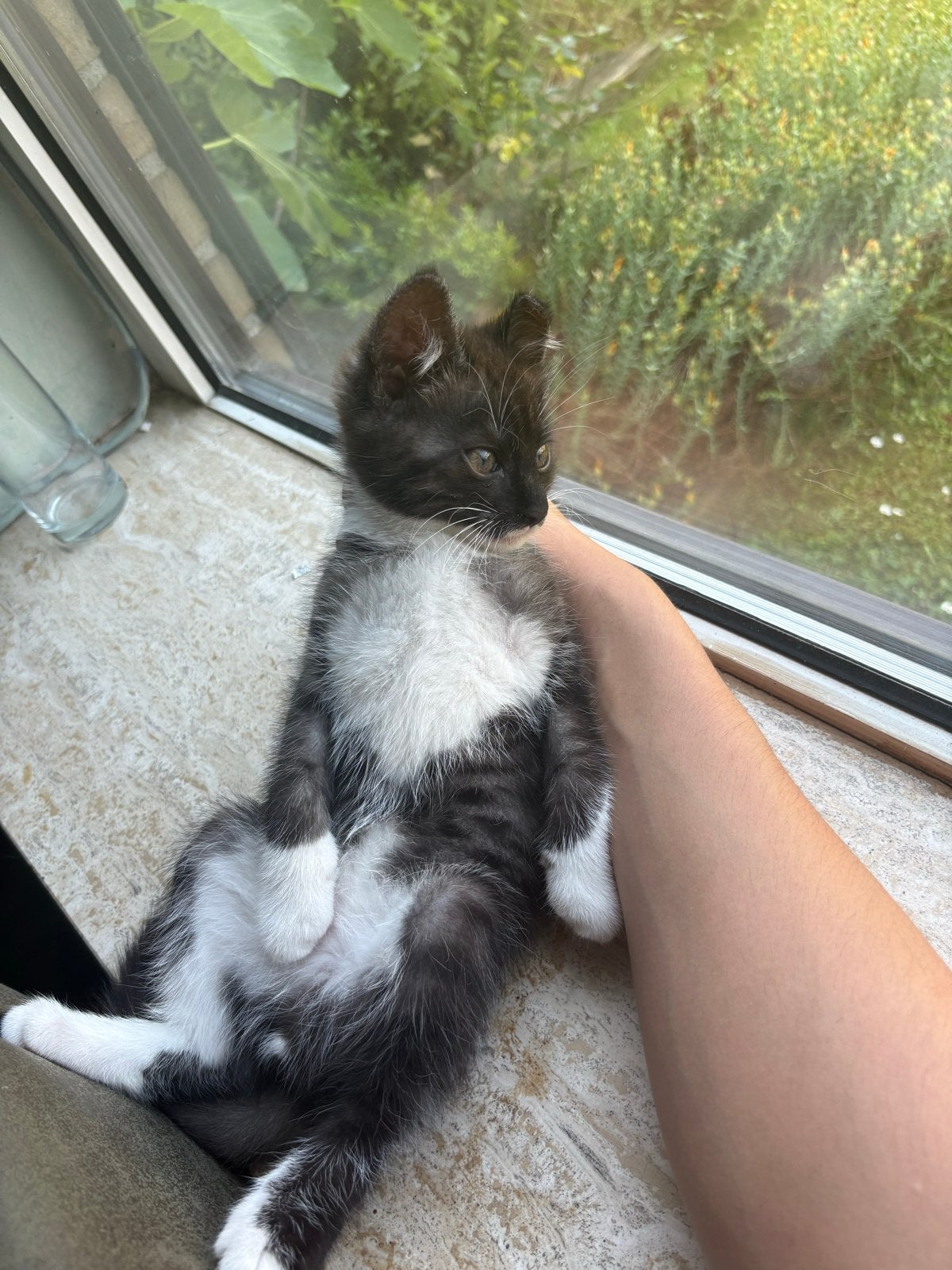 Kittens, Meerdere dieren