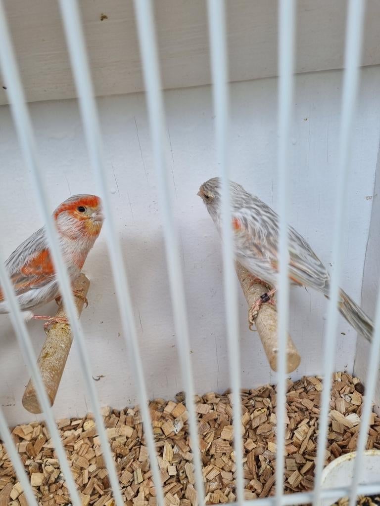 Koppel rood isabel mozaïek kanaries, Dieren en Toebehoren, Vogels | Kanaries, Meerdere dieren, Kleurkanarie