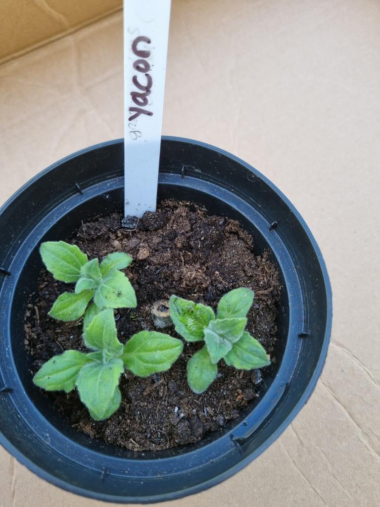 Yacon, yakon, appelwortel, Tuin en Terras, Planten | Tuinplanten, Ophalen, Eenjarig, Groenteplanten, Volle zon
