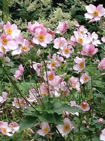 TUINPLANTEN Rose ANNEMOON 2 voor €4,50, Ophalen, Overige soorten