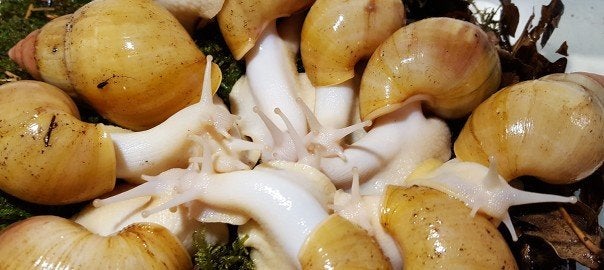 Achatina fulica jadatzi, Oktober, Meerdere dieren
