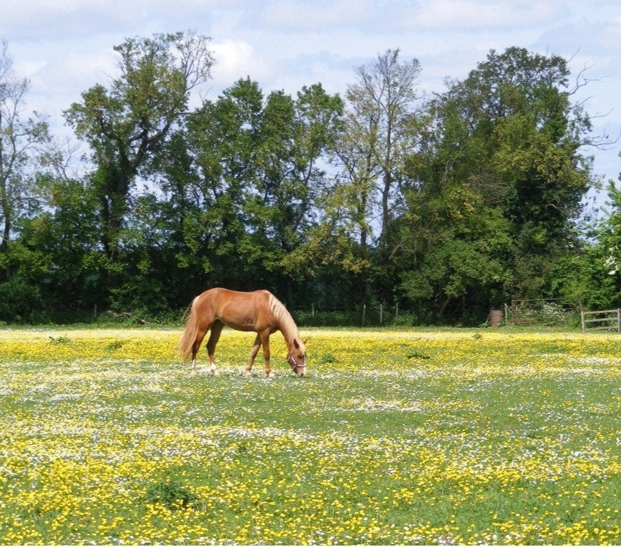 Te koop gevraagd weiland omgeving Lunteren, Dieren en Toebehoren, Stalling en Weidegang, Weidegang, 2 of 3 paarden of pony's