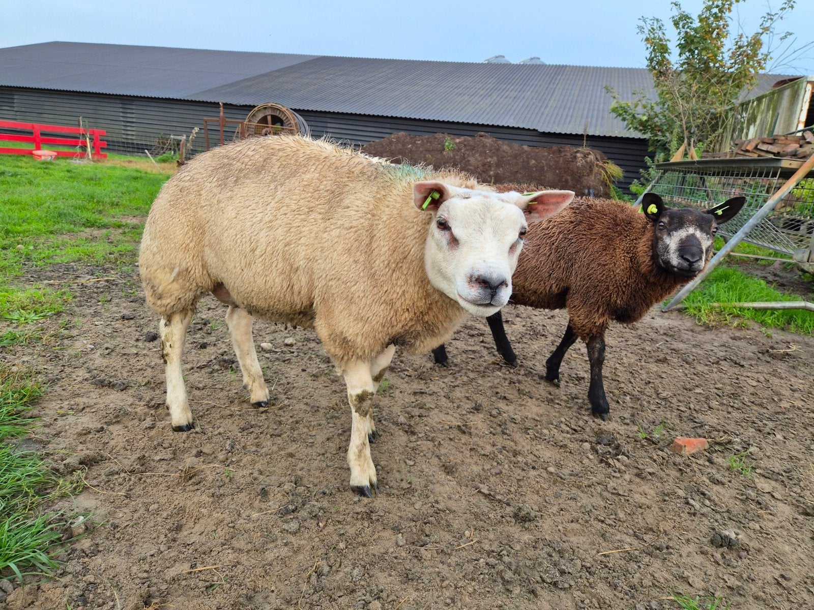 prachtige ram lammeren te koop, Mannelijk, Schaap