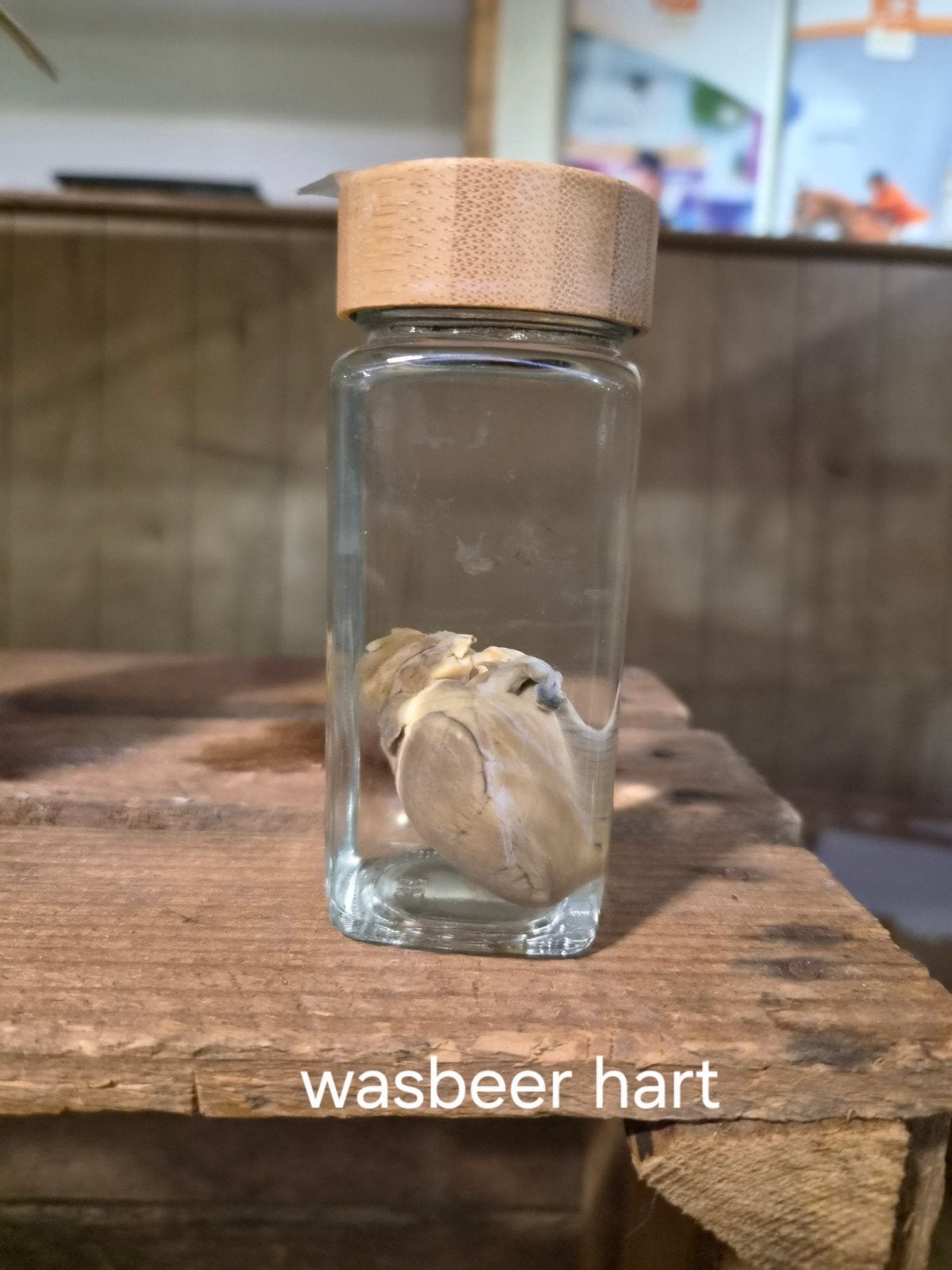 te koop: wasbeer hart op sterk water, Ophalen of Verzenden, Nieuw, Wild dier, Beeldje of Figuurtje