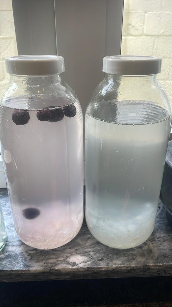 Waterkefir gratis, Ophalen of Verzenden, Zo goed als nieuw