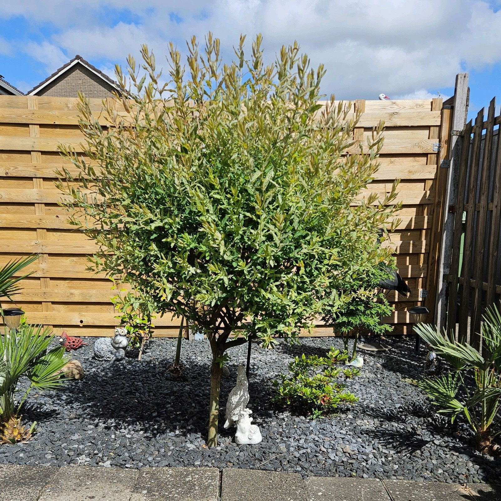 Mooie gezonde Salix flamingo boom, Lente, 100 tot 250 cm, Ophalen, Volle zon