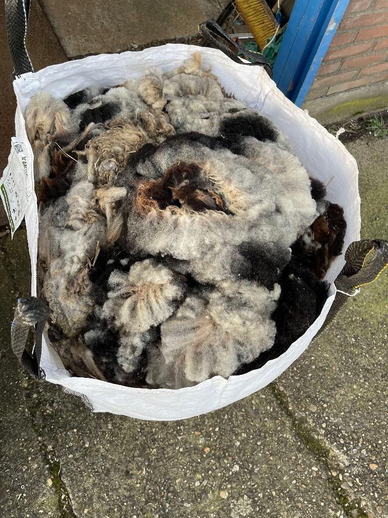 bonte schapenwol, Ophalen, Nieuw, Spinwol