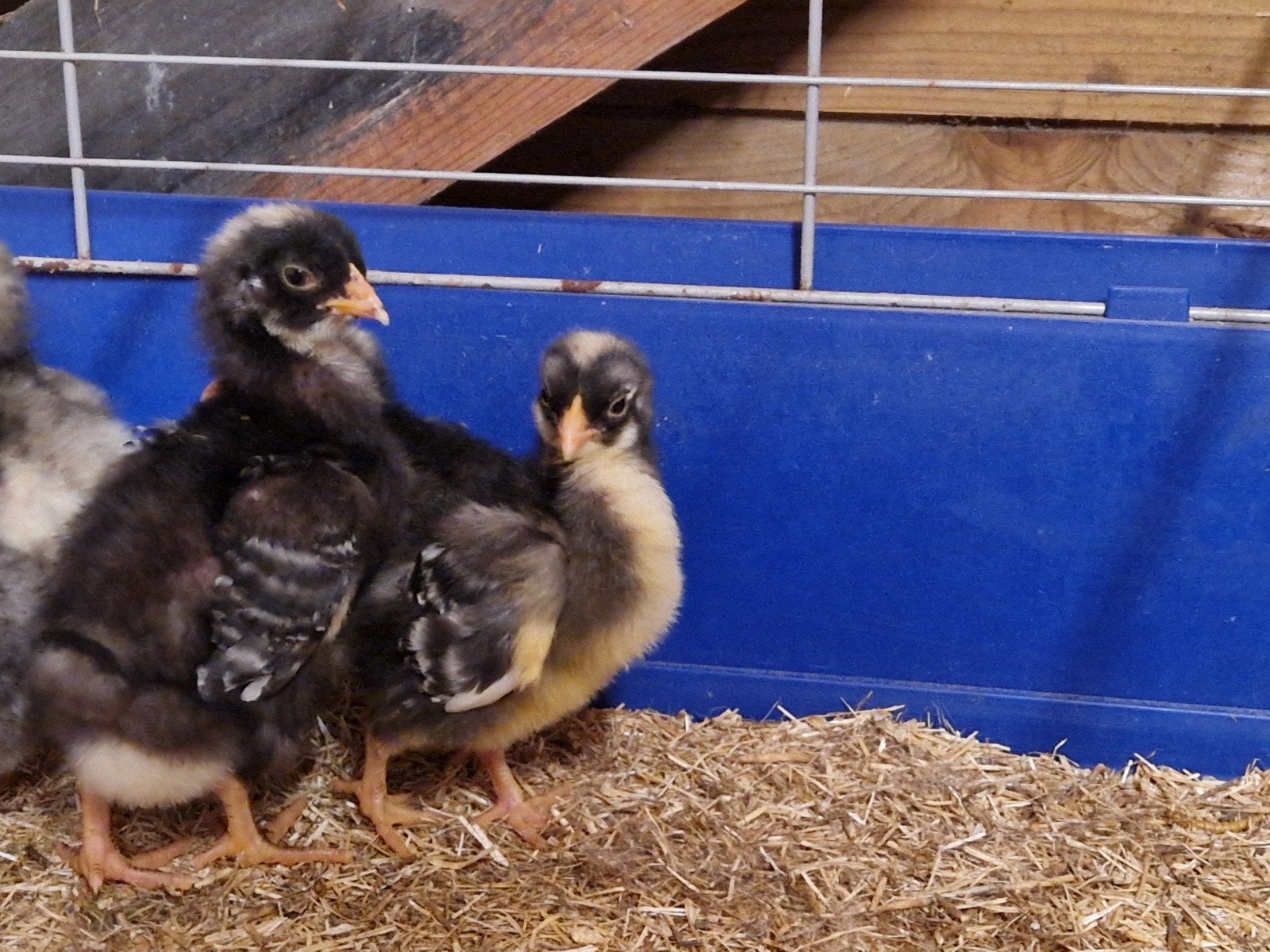 7 orpington kriel kuikens, Dieren en Toebehoren, Meerdere dieren, Kip