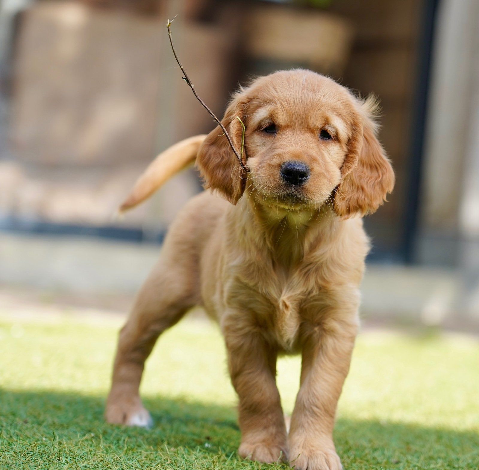 Golden Cocker pups | Golden Retriever x Cocker Spaniel, Nederland, CDV (hondenziekte), 8 tot 15 weken, Meerdere