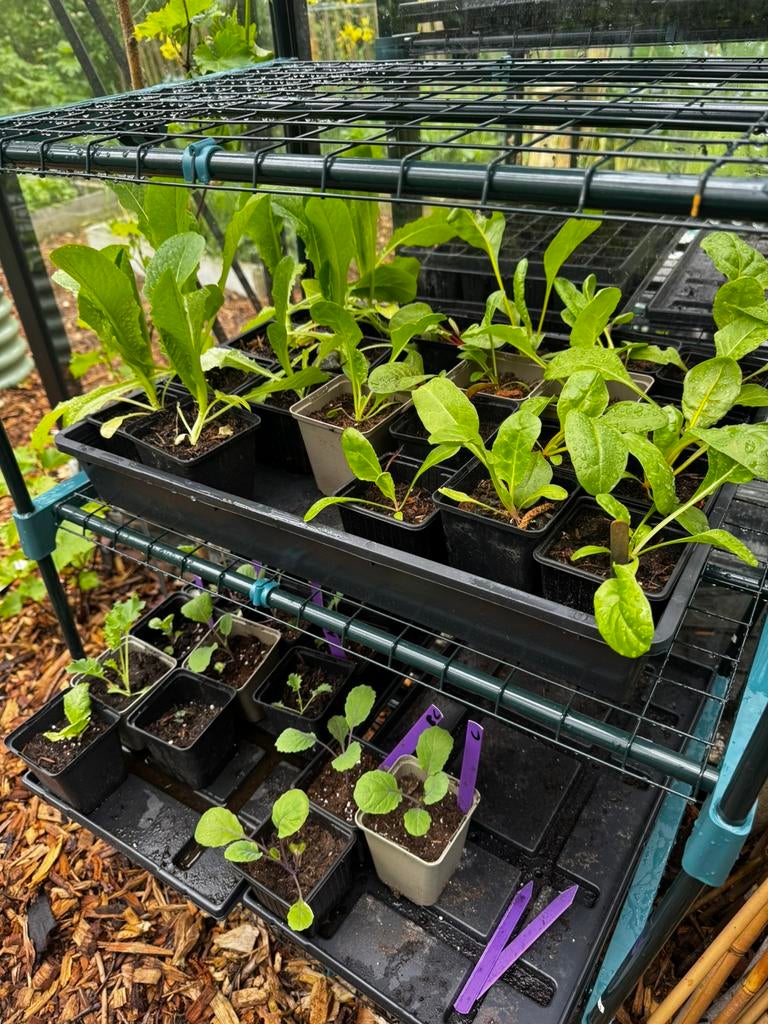 Moestuin plantjes bonen, kolen, pompoen, snijbiet, andijvie, Tuin en Terras, Planten | Tuinplanten, Volle zon, Groenteplanten