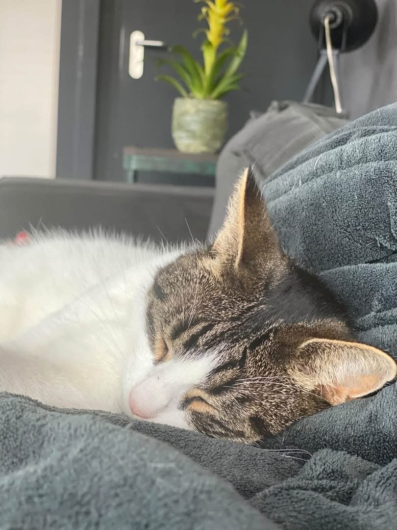 Katten zoeken een nieuw thuis, Poes, Kortharig, 6 jaar of ouder