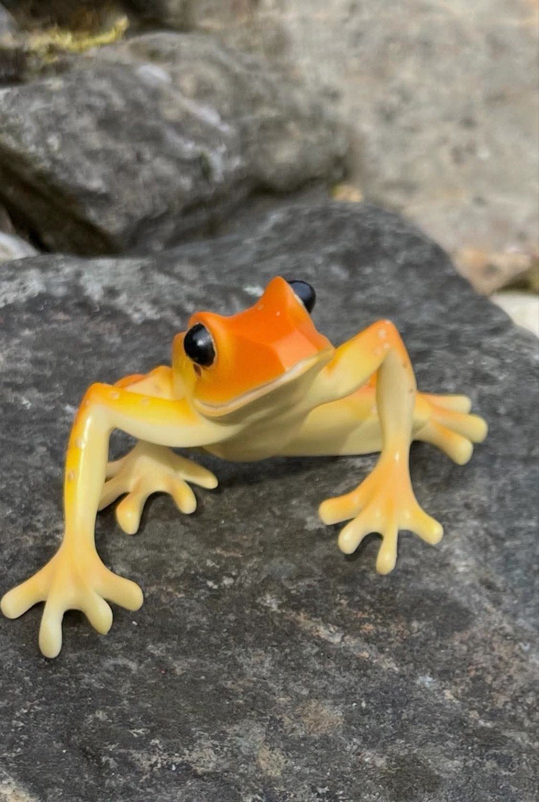 Australische boomkikker Litoria Wilcoxi. Kunststeen handgesc, Dieren en Toebehoren, Reptielen en Amfibieën, Overige soorten