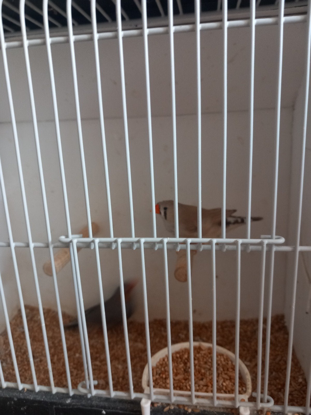 koppels zebravinken, Dieren en Toebehoren, Vogels | Overige Vogels, Meerdere dieren, Tropenvogel
