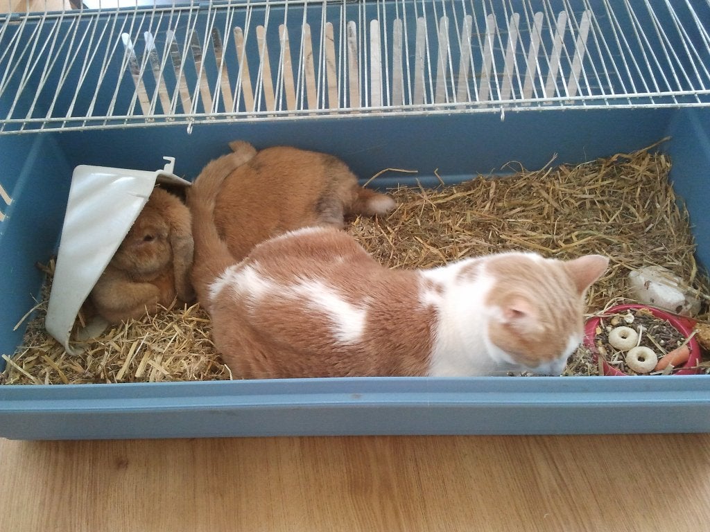 Konijnen hok binnen, Dieren en Toebehoren, Knaagdieren en Konijnen | Hokken en Kooien, Kooi, Gebruikt, Konijn, 75 tot 110 cm
