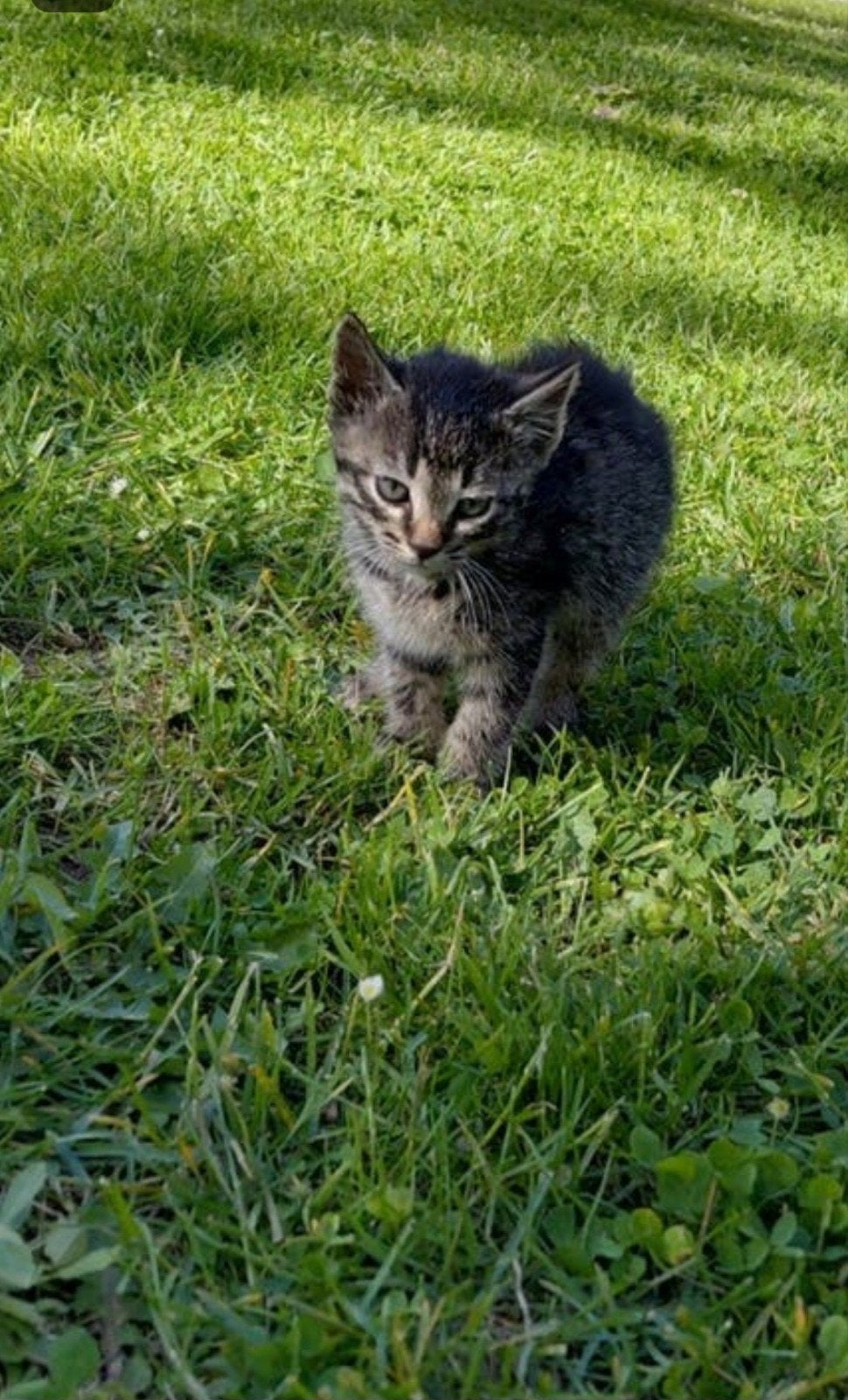 2 lieve kittens beschikbaar!, Meerdere dieren