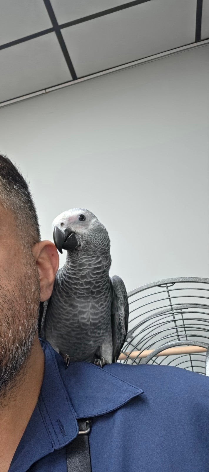 Tamme jonge grijze roodstaart mannelijke  (jako)met kooi, Mannelijk, Papegaai, Tam