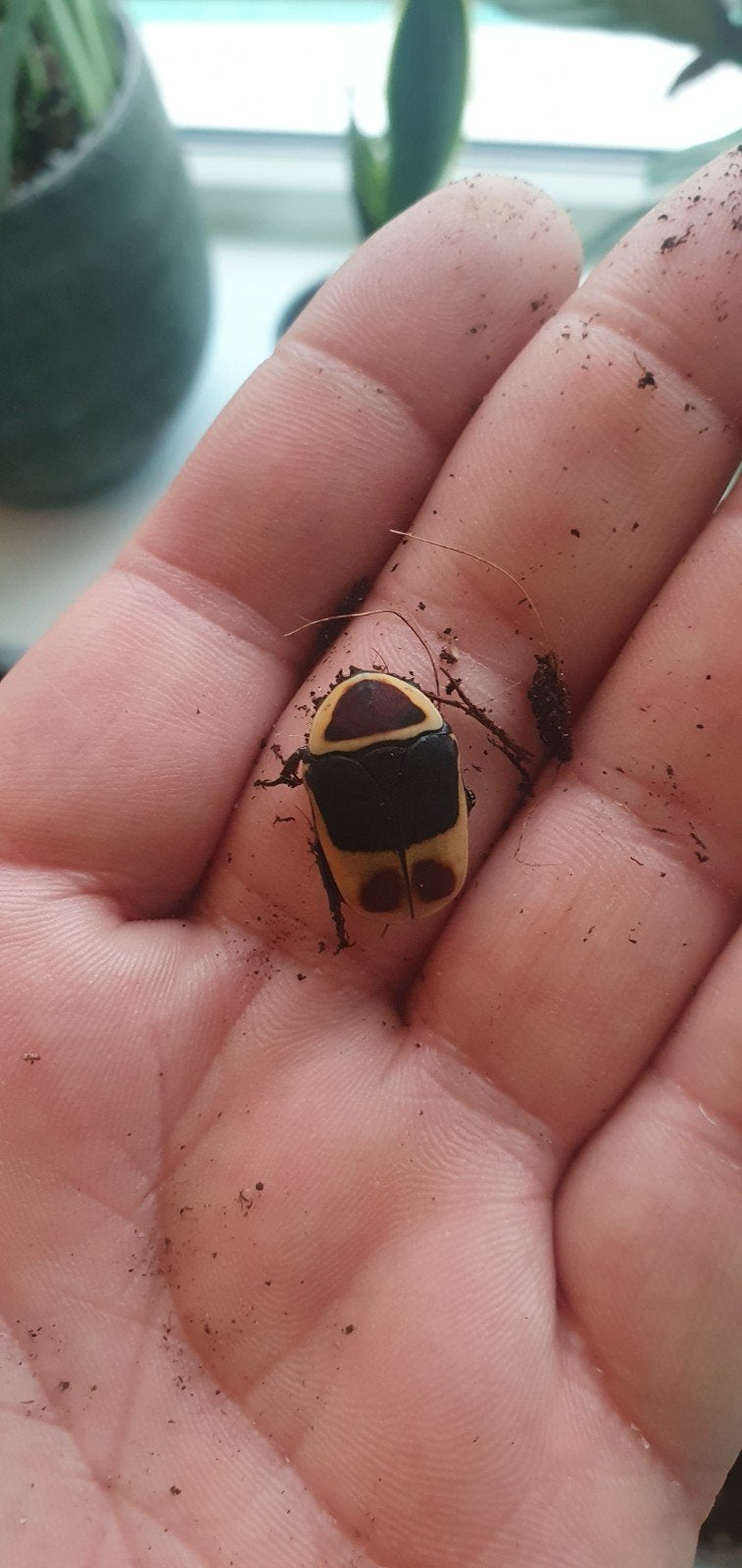 Pachnoda marginata (rozenkever larven), Ophalen of Verzenden, Nieuw, Overige typen