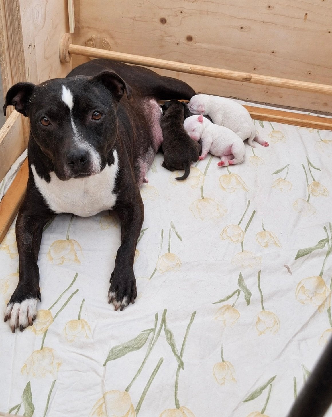 Engelse stafford  ( Staffordshire Bull Terrier ), Dieren en Toebehoren, Overige rassen, CDV (hondenziekte), 8 tot 15 weken, Meerdere