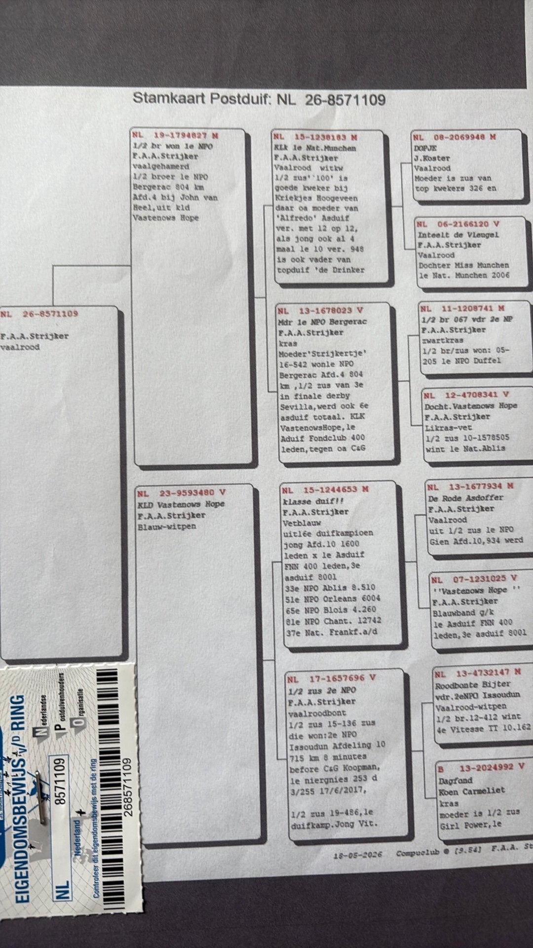 Postduiven vaal, Vrouwelijk