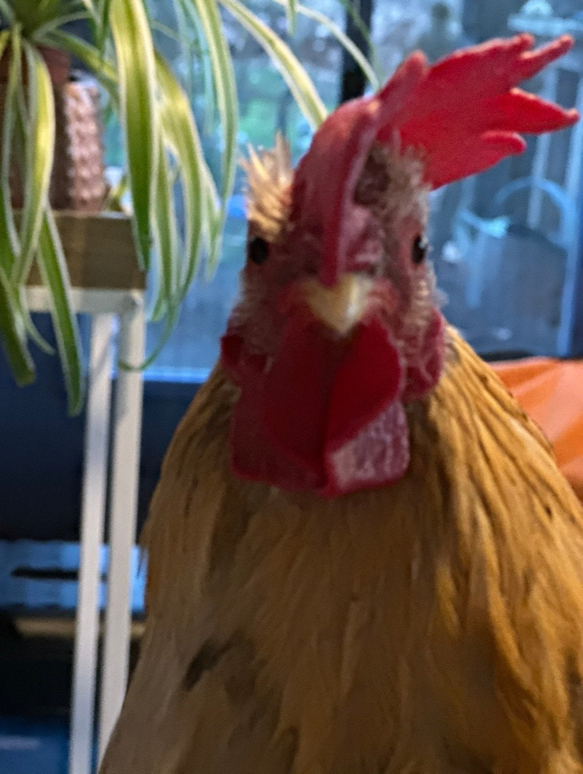 Broer zoekt vrouw, Vrouwelijk, Kip