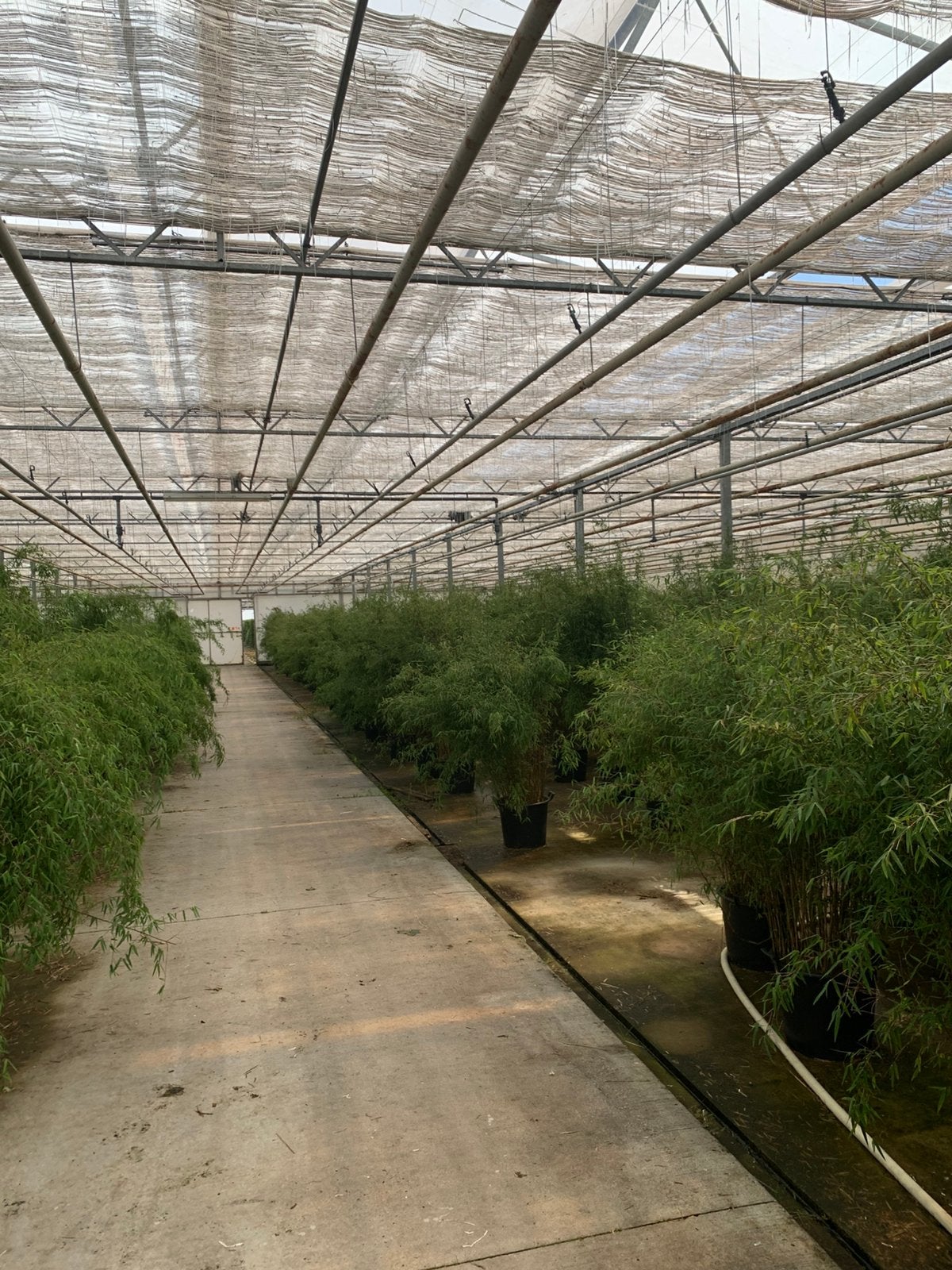 Fargesia Jiuzhaigou in 30 ltr pot, Ophalen of Verzenden, Bloeit niet, Overige soorten, Halfschaduw