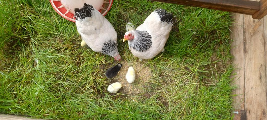 Wyandotte Columbia kriel hen met kuikens, Dieren en Toebehoren, Pluimvee, Vrouwelijk, Kip