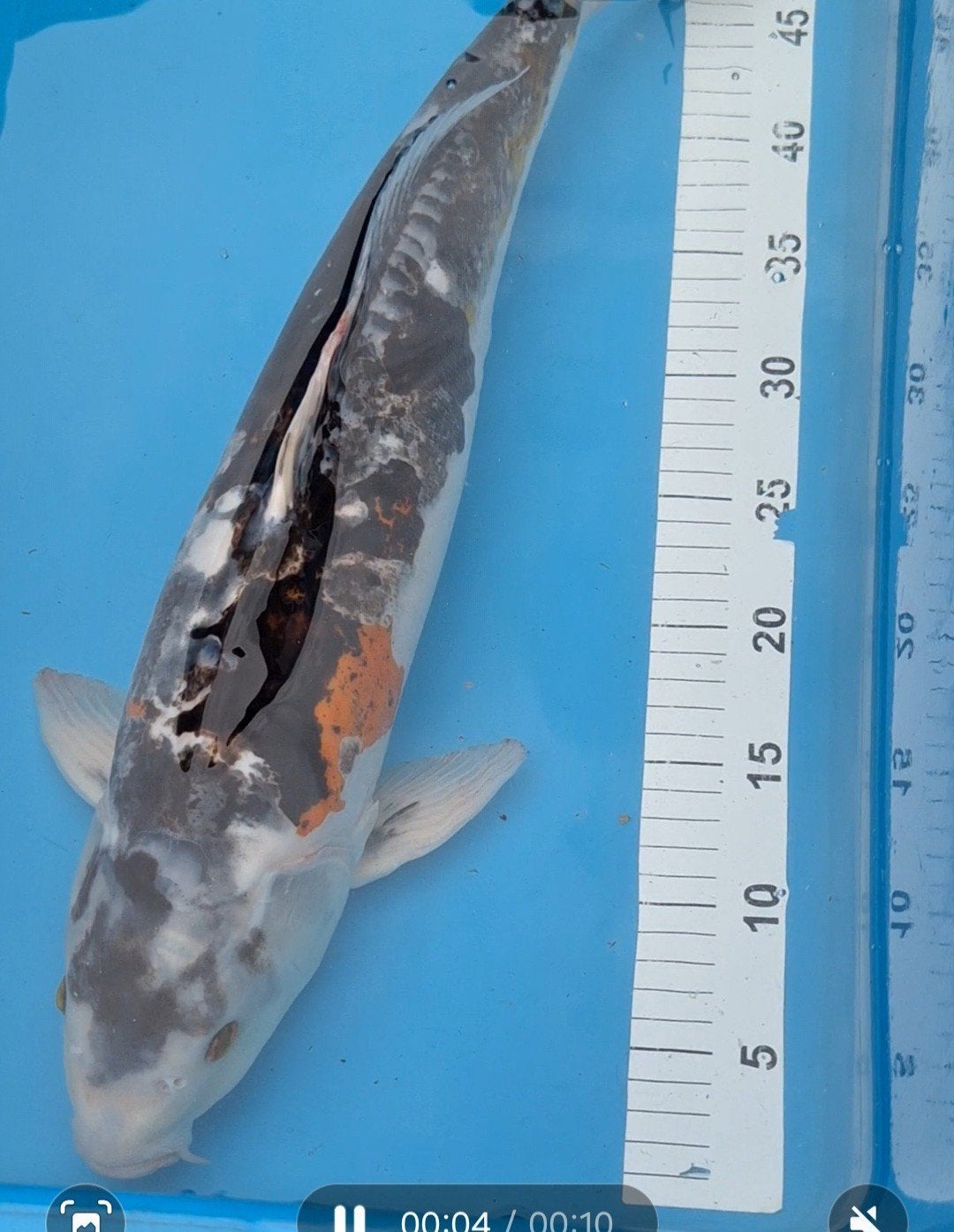 koi karper, Karper of Koi