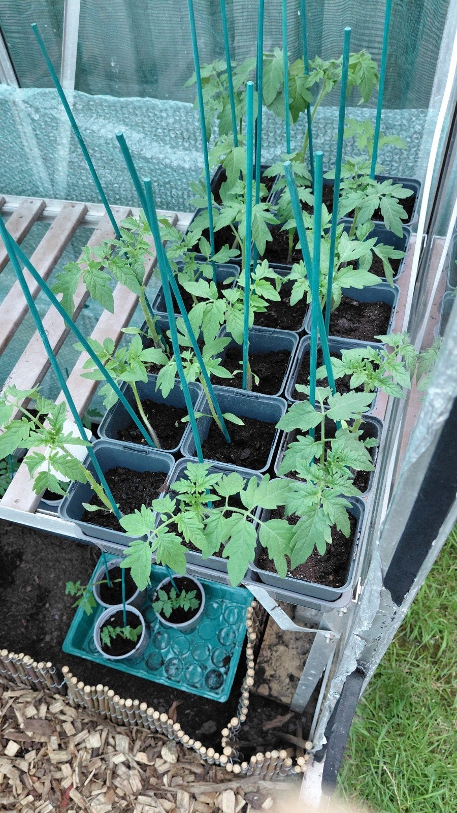 Tomatenplantjes - Vers en klaar om te planten, Tuin en Terras, Ophalen, Volle zon, Groenteplanten, Eenjarig