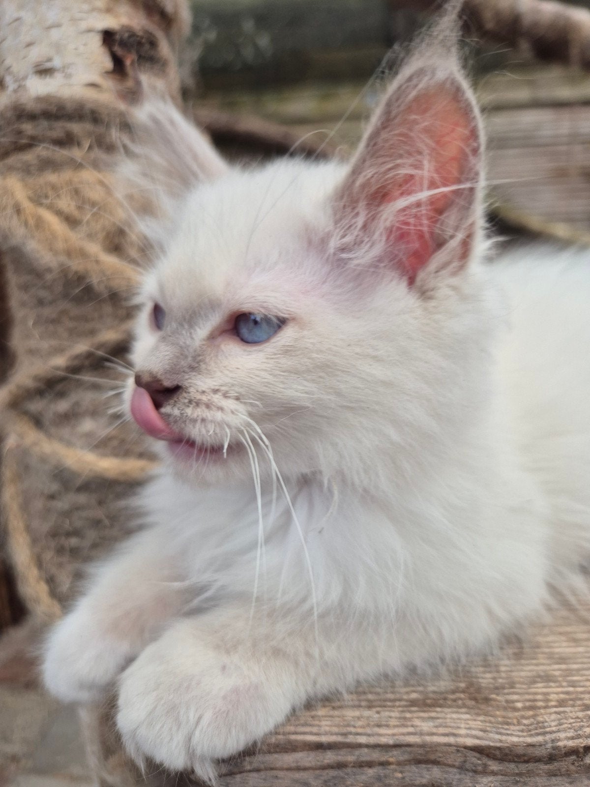 Katertje ragdoll lilacpoint mitted kruizing, 12 weken, Dieren en Toebehoren, Katten en Kittens | Raskatten | Langhaar, Meerdere dieren