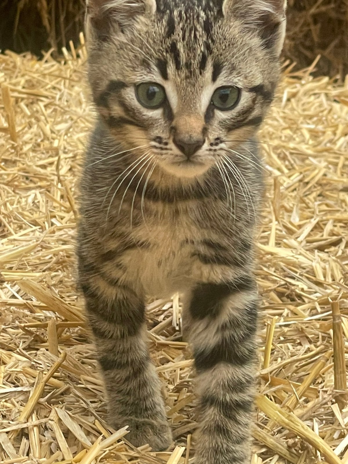 Boerderij kittens, Dieren en Toebehoren, Katten en Kittens | Overige Katten, Meerdere dieren