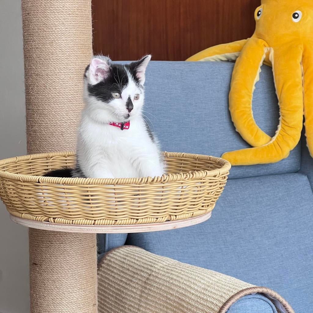 Kitten te koop, Kater, Ontwormd, 0 tot 2 jaar