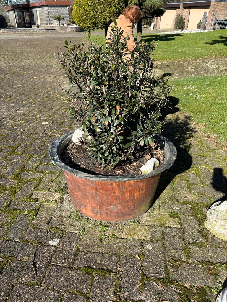 Antieke koperen emmers / plantenpotten - Ø75cm, Ophalen, Gebruikt, Rond, Binnen