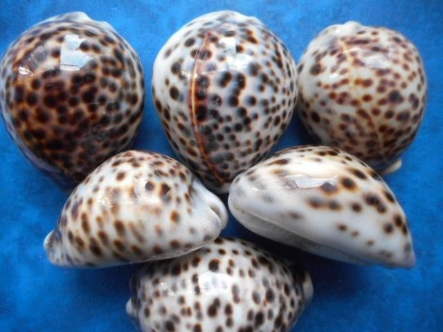 Schelpen: Cypraea tigris L. gem 60-89mm, Ophalen of Verzenden, Schelp(en)