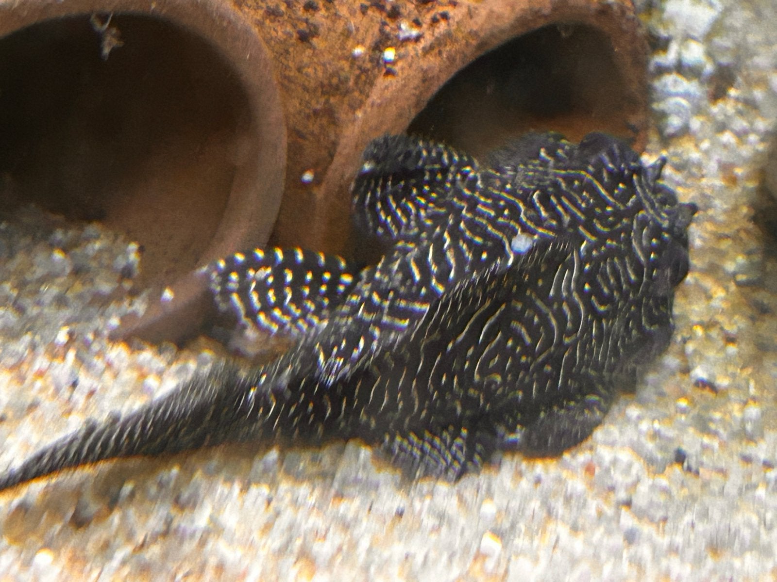 Hypancistrus L260, Vis, Zoetwatervis