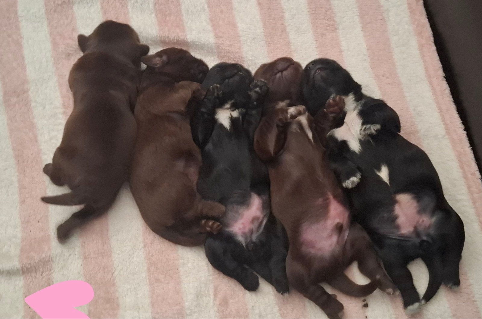 Prachtige SHih Tzu Pups, Dieren en Toebehoren, 8 tot 15 weken, Parvo, Meerdere, Meerdere dieren