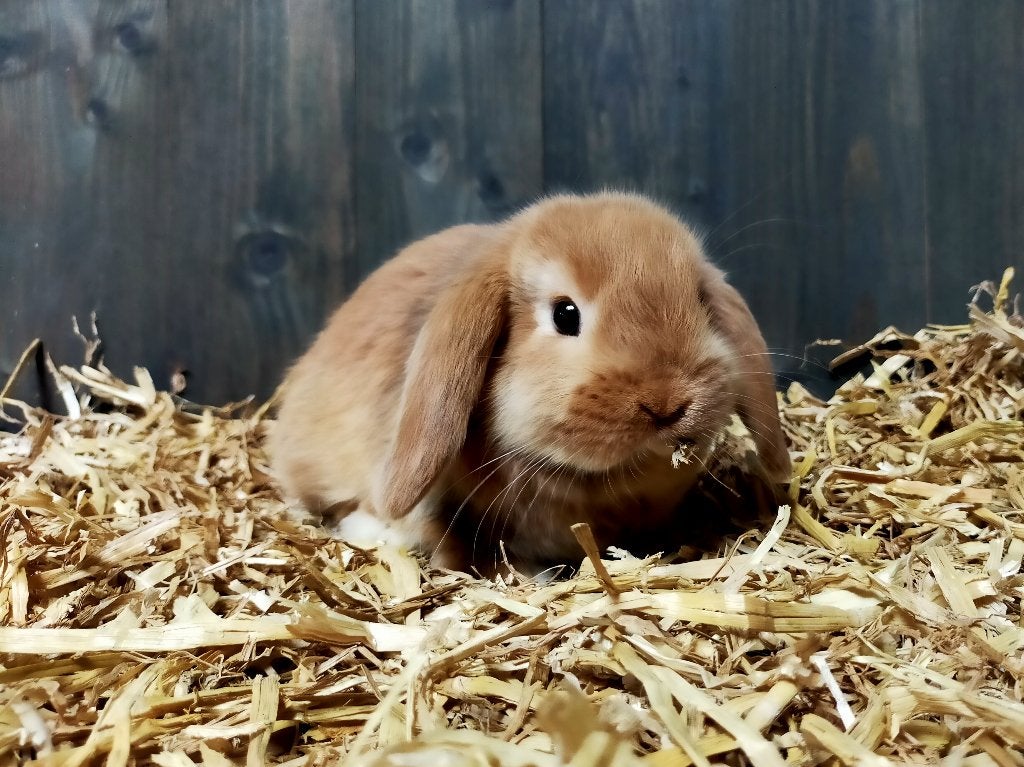Lief NHD/Minilop rammetje, Dieren en Toebehoren, Mannelijk, Dwerg, Hangoor, 0 tot 2 jaar
