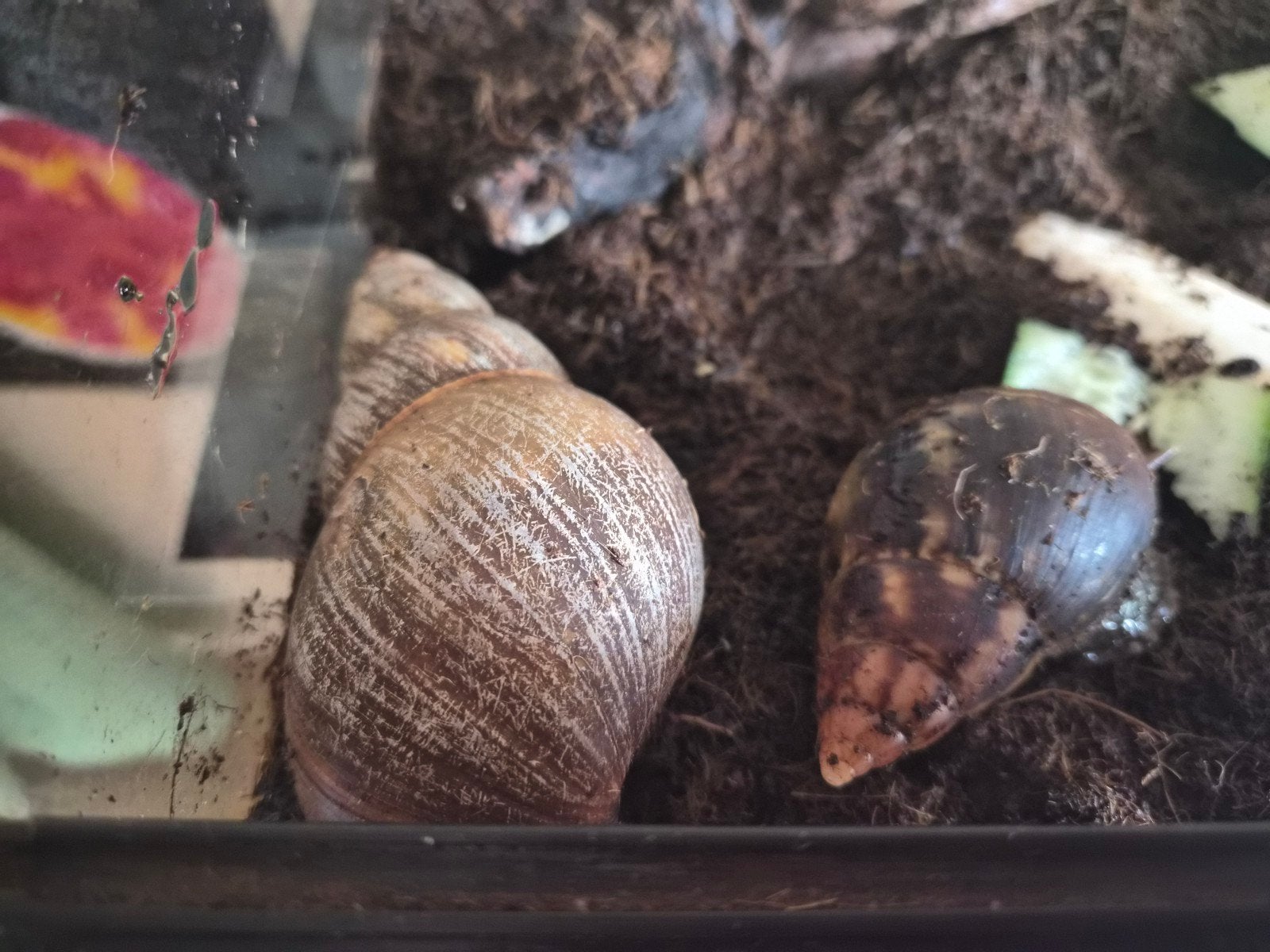Te koop mooi terrarium met 2  agaatslakken, Dieren en Toebehoren, Ophalen, Zo goed als nieuw, Terrarium of Paludarium