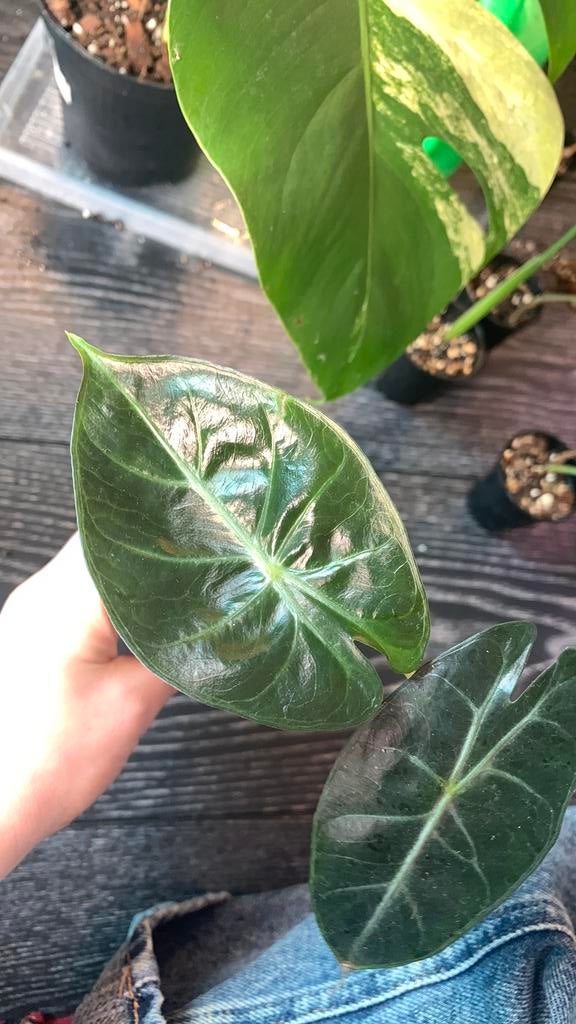 Alocasia pink dragon, Ophalen, Halfschaduw, Minder dan 100 cm