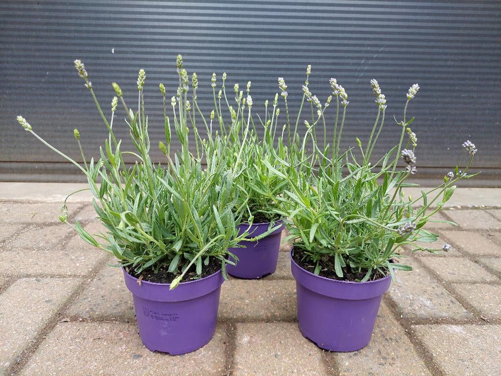 Lavandula Angustifolia - Lavendel H: 25 - 30 cm., Tuin en Terras, Planten | Tuinplanten, Volle zon, Vaste plant, Zomer, Ophalen