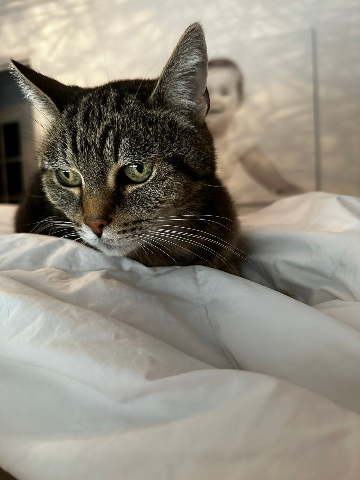 2 lieve vrouwtjes katten zoeken een nieuw huisje.
