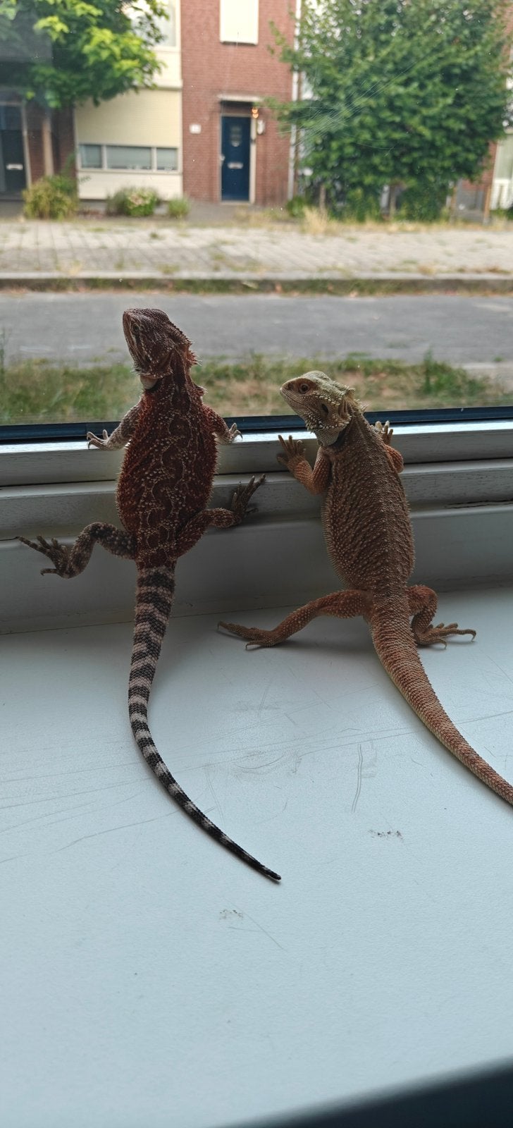 2 baardagaamme te ruil Bearded Dragon photo 6