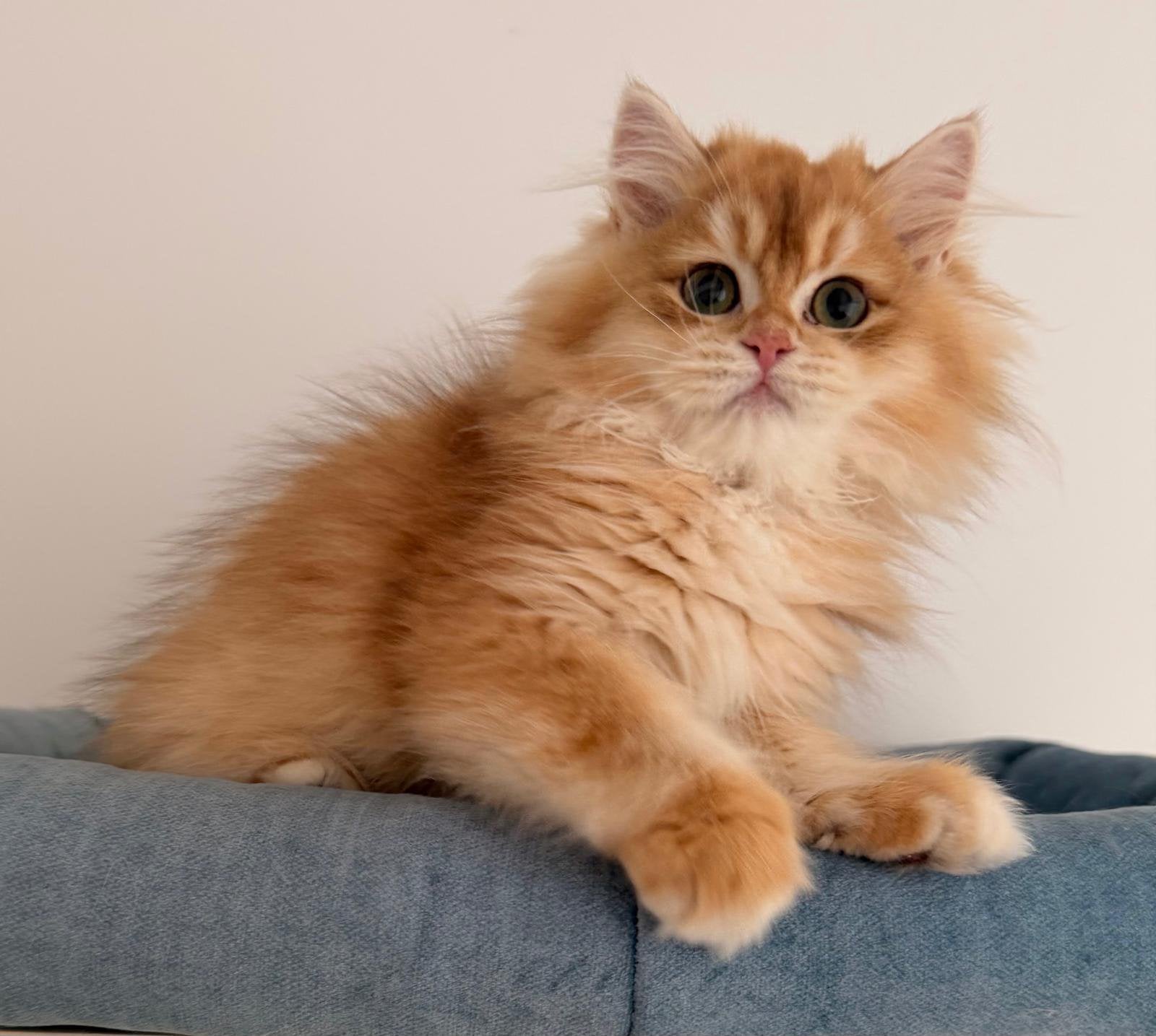 BKH Met Stamboom, Dieren en Toebehoren, Katten en Kittens | Raskatten | Korthaar, Meerdere dieren, Met stamboom