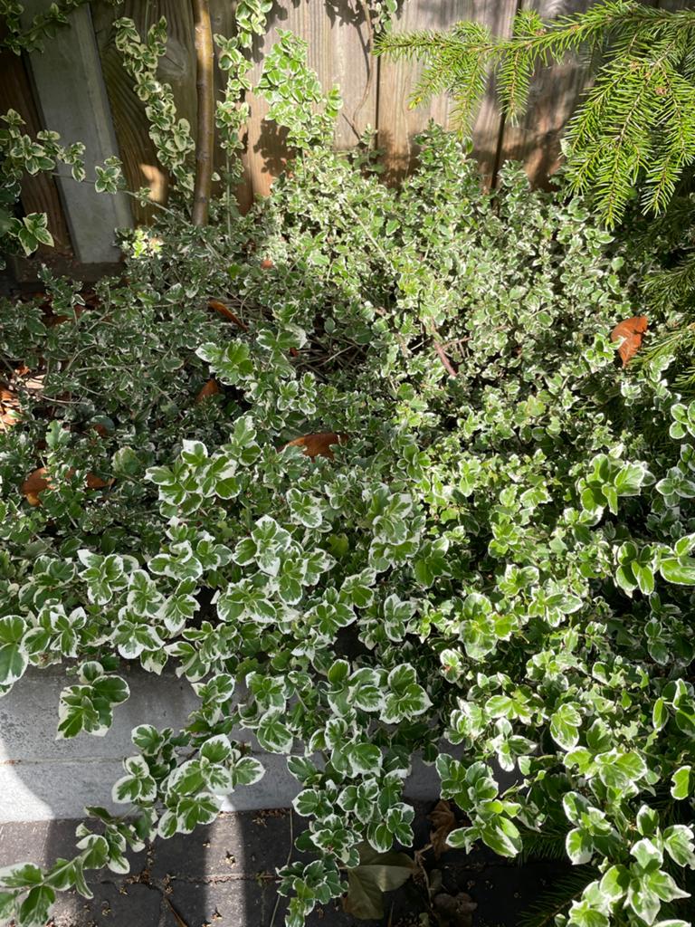 Gratis af te halen - diverse planten, Overige soorten, Lente, 100 tot 250 cm, Ophalen