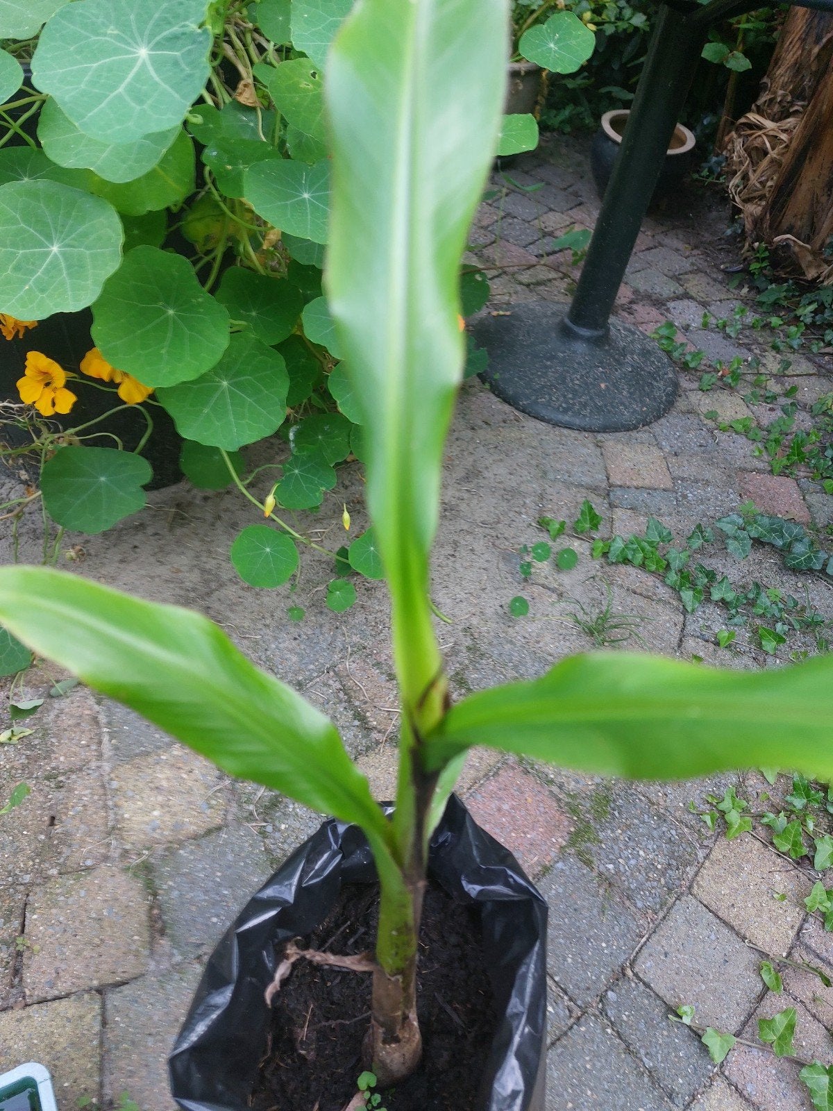 Een  goed gewortelde stek van de bananenplant, Ophalen, Overige soorten