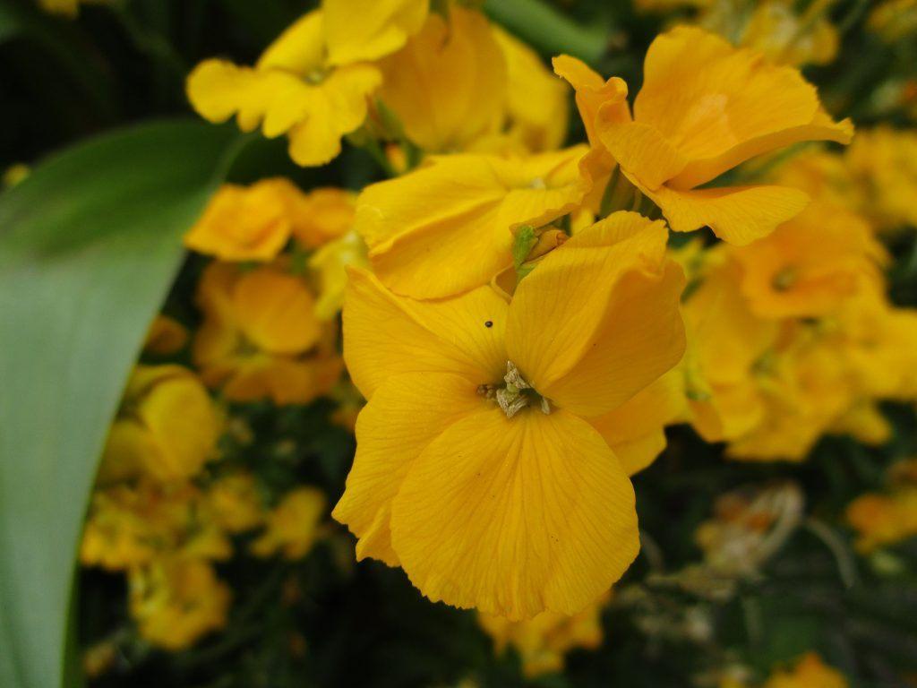 Te koop: muurbloem zaailingen, Tuin en Terras, Ophalen, Vaste plant, Overige soorten, Volle zon