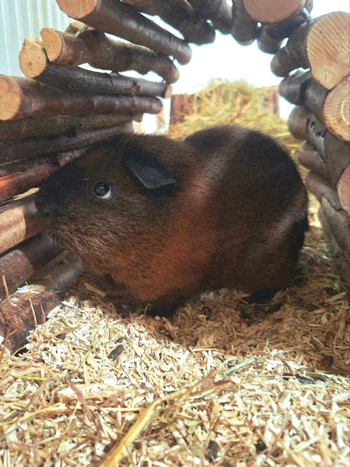 GEZOCHT (Alvast) een nieuw huisje, Dieren en Toebehoren, Augustus, Mannelijk, Cavia