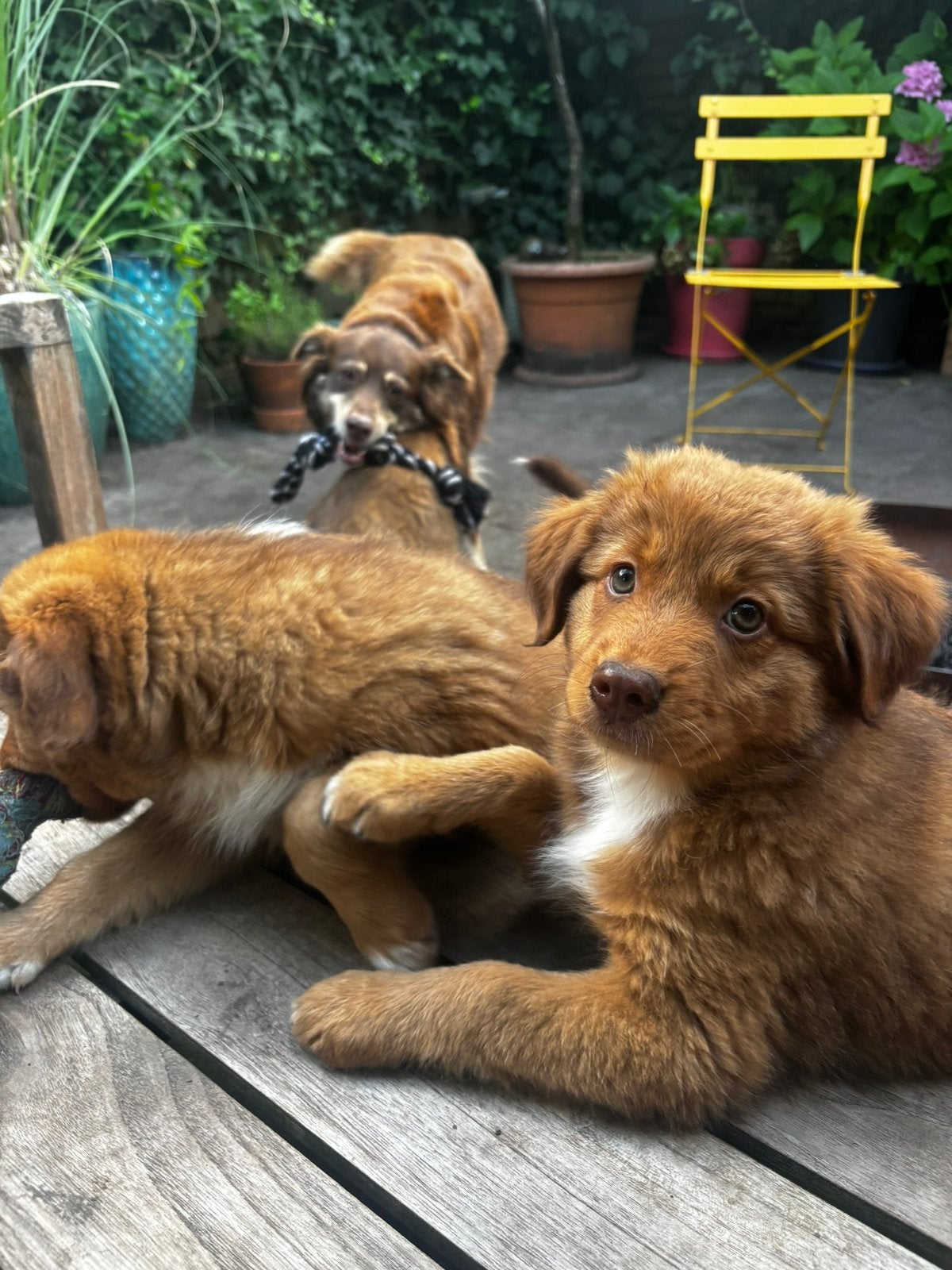 Honden oppas/uitlaat in Enschede, Ophalen, Nieuw