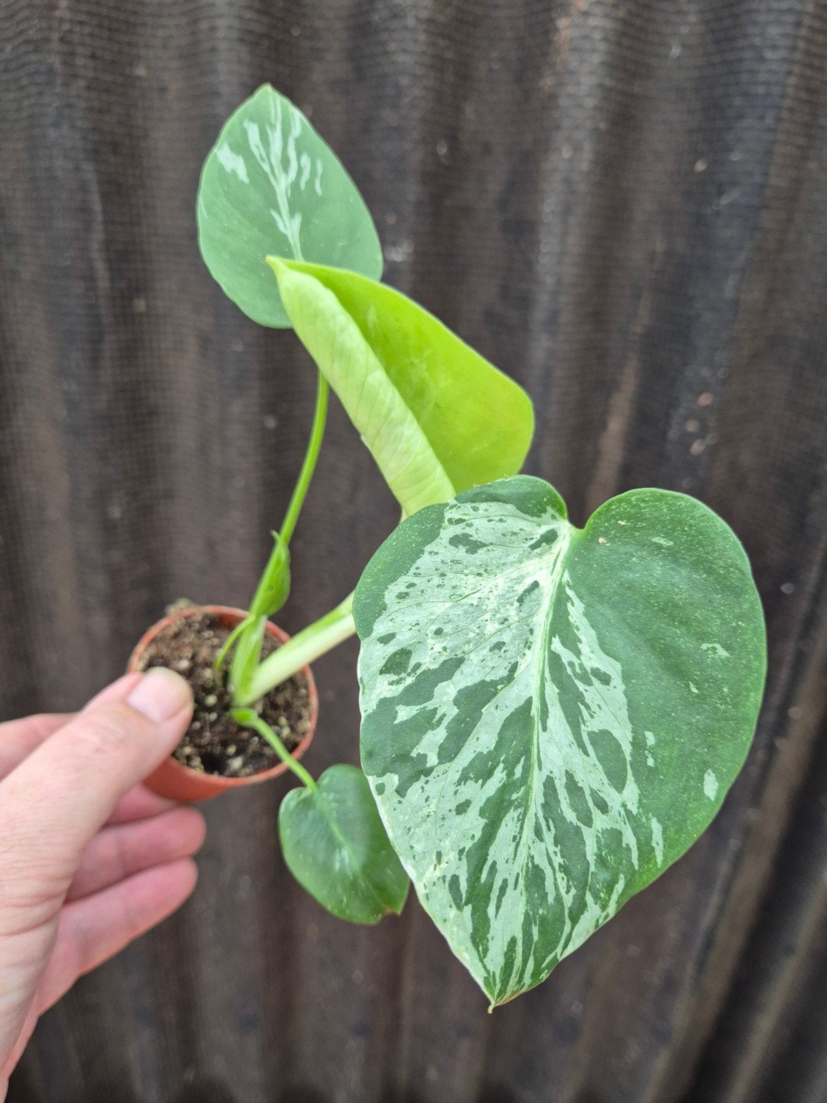 Monstera D Bulbasaur p6 (8), Huis en Inrichting, Ophalen of Verzenden, Halfschaduw, Minder dan 100 cm