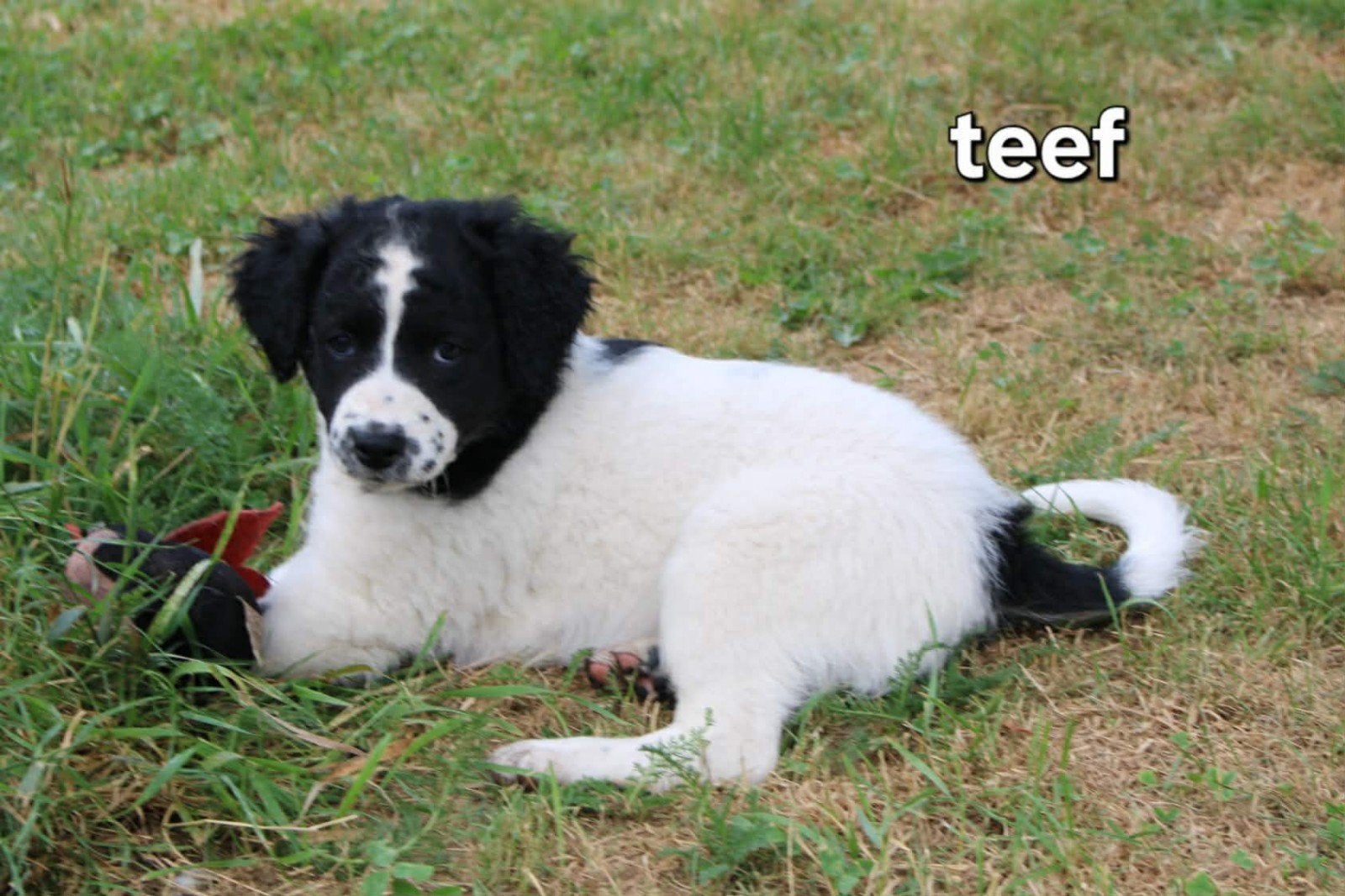 te koop prachtige kooiker x Friese stabij puppy's, Parvo, Overige rassen, 8 tot 15 weken, Meerdere